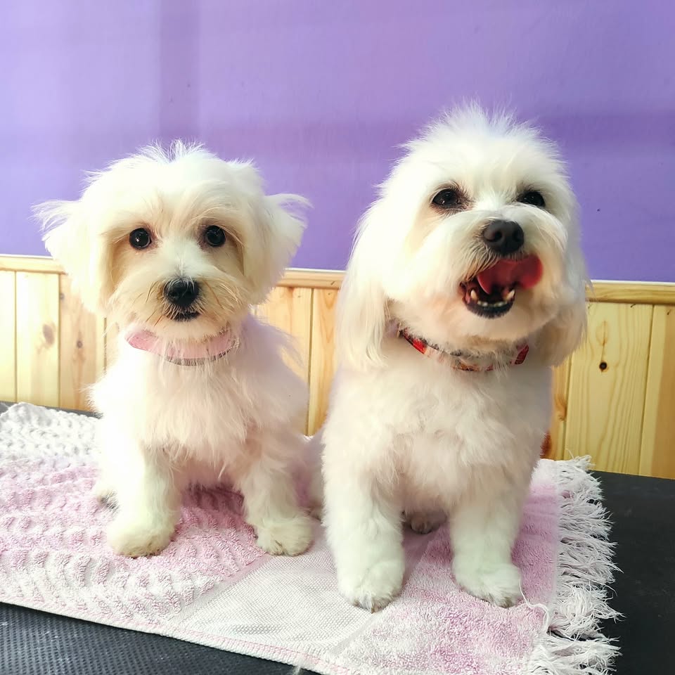 Dos perritos blancos recién arreglados en Cans N Roses