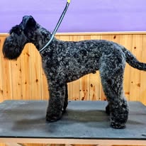 Kerry Blue Terrier después del stripping profesional