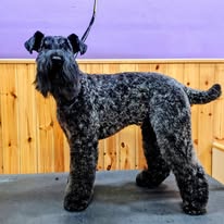 Kerry Blue Terrier — vista lateral