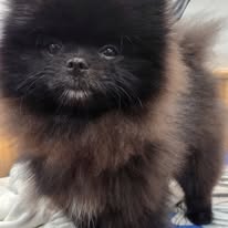 Pomerania negro — primer plano